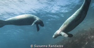 manatees by Susanna Randazzo 